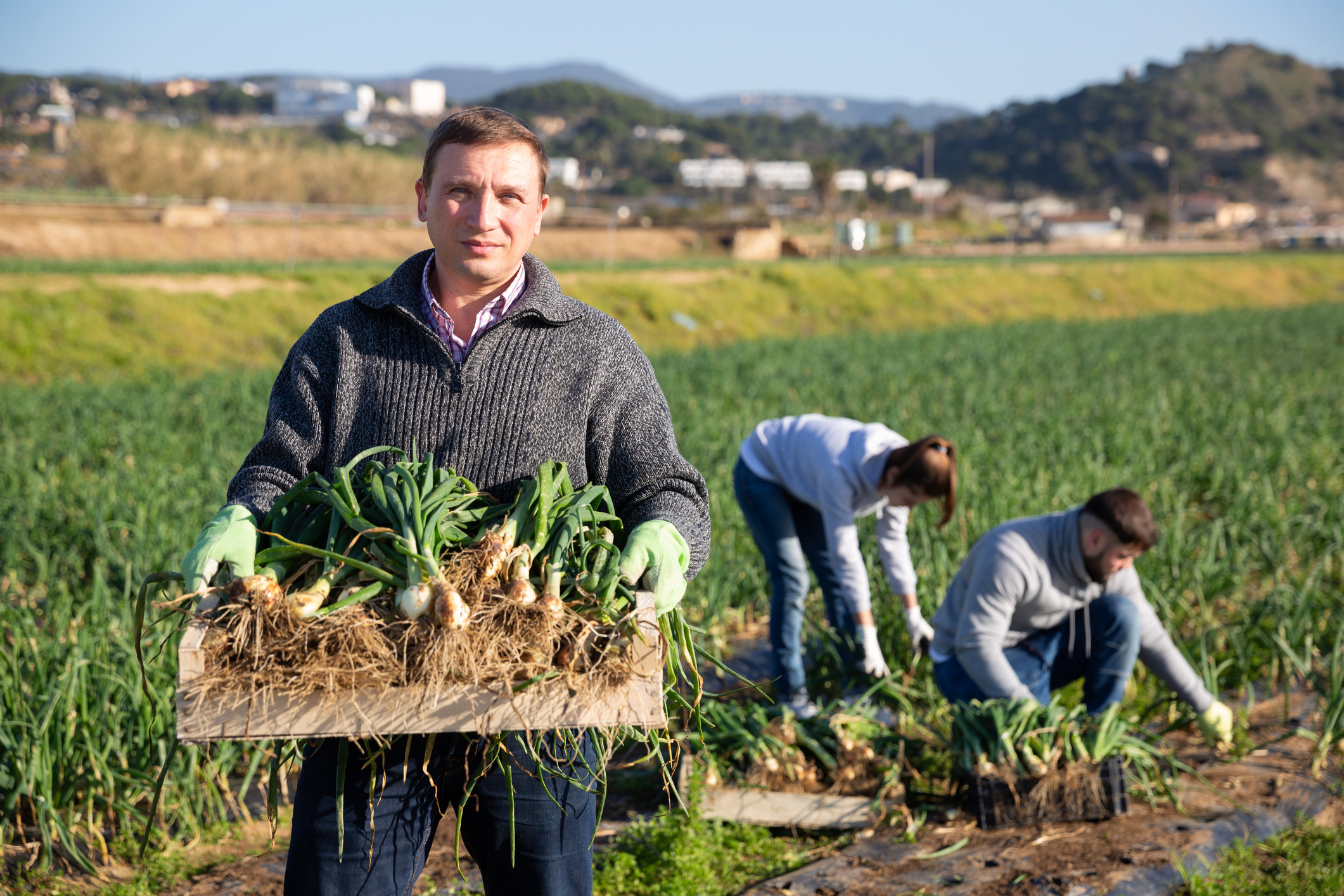 Farmer carrying crate with freshly harvested scallions Portrait of adult farmer carrying crate with freshly harvested organic scallions on family farm field. Harvest time
